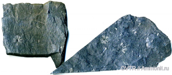 карбон, Донбасс, Sphenophyllum