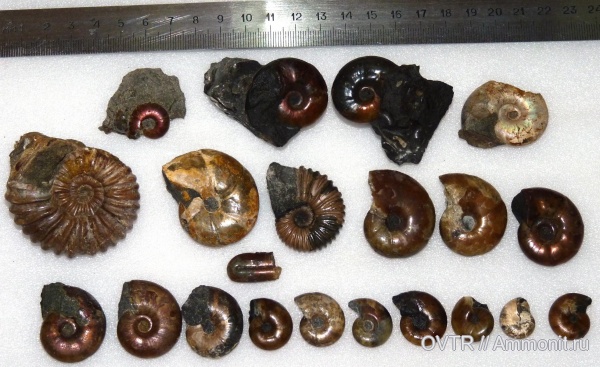 нижний мел, апт, Eogaudryceras, Zuercherella, Ptychoceras, Acanthohoplites, Северный Кавказ, Aptian, Lower Cretaceous