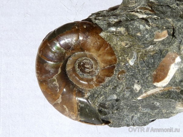 нижний мел, апт, Eogaudryceras, Северный Кавказ, Aptian, Lower Cretaceous