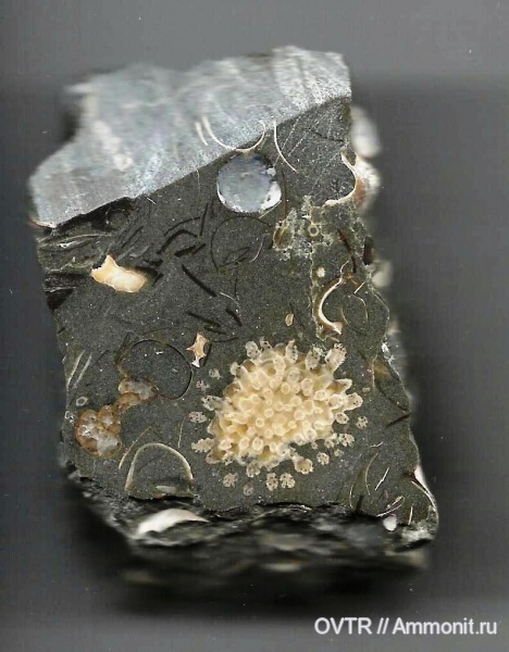 мшанки, нижний мел, апт, Северный Кавказ, Aptian, Lower Cretaceous