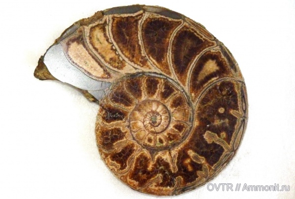 нижний мел, апт, Дагестан, Кавказ, полировка, Procheloniceras, Aptian, Lower Cretaceous