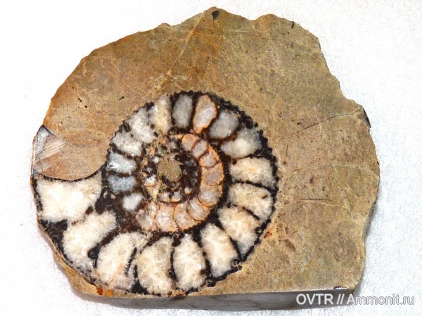 юра, Дагестан, полировка, Aspidoceras, Северный Кавказ, Jurassic