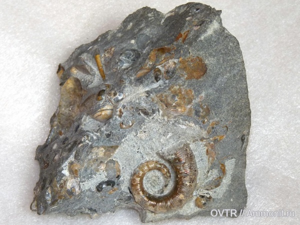 гетероморфные аммониты, нижний мел, апт, Acrioceras, Северный Кавказ, Aptian, Lower Cretaceous, heteromorph ammonites