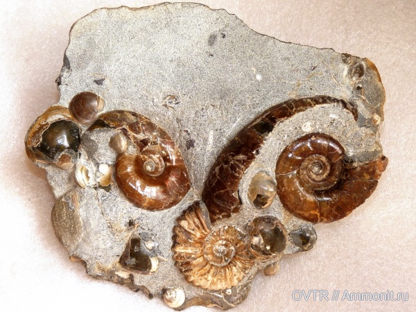 аммониты, двустворки, нижний мел, апт, Ammonites, Eogaudryceras, Zuercherella, Acanthohoplites, Северный Кавказ, Aptian, Lower Cretaceous