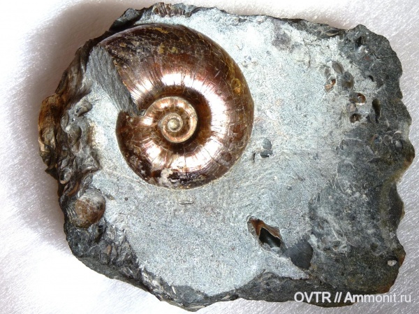 аммониты, нижний мел, апт, Ammonites, Zuercherella, Северный Кавказ, Aptian, Lower Cretaceous