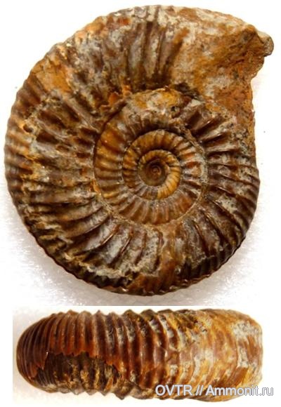 байос, средняя юра, Северный Кавказ, Leptosphinctes, Bajocian, Middle Jurassic