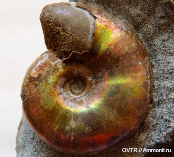 перламутр, нижний мел, апт, Zuercherella, Северный Кавказ, Aptian, Lower Cretaceous