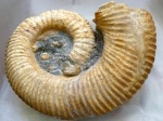 Повреждение (укус?) раковины 50-см аммонита Ammonitoceras