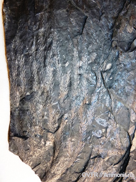 карбон, птеридоспермы, Sphenophyllum, Neuropteris, Плауны, lycopodites