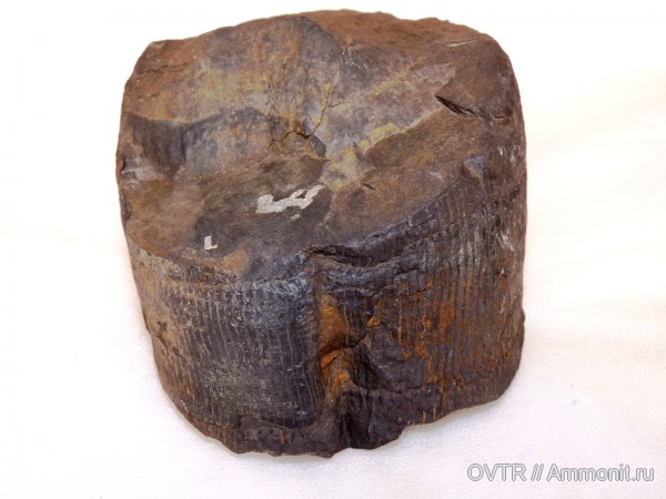 карбон, Донбасс, хвощевидные, Calamites