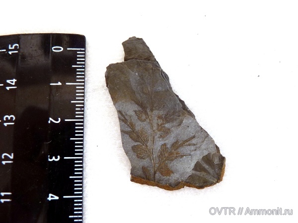 карбон, Донбасс, Mariopteris