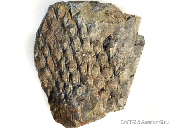 карбон, Донбасс, Lepidodendron