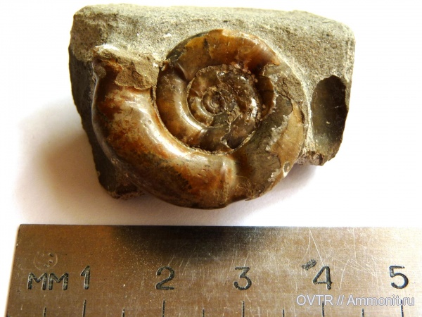 юра, байос, Дагестан, Северный Кавказ, Nannolytoceras, Bajocian, Jurassic