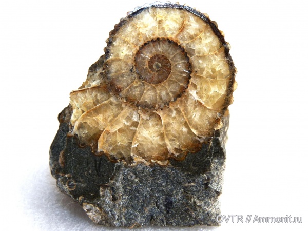 нижний мел, Acanthohoplites, полировка, Северный Кавказ, Lower Cretaceous