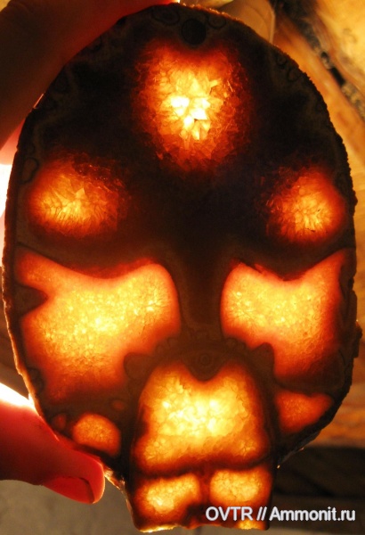 аммониты, нижний мел, апт, Ammonites, Дагестан, Parahoplites, полировка, Северный Кавказ, Aptian, Lower Cretaceous