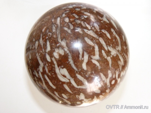 кораллы, верхняя юра, Адыгея, Upper Jurassic