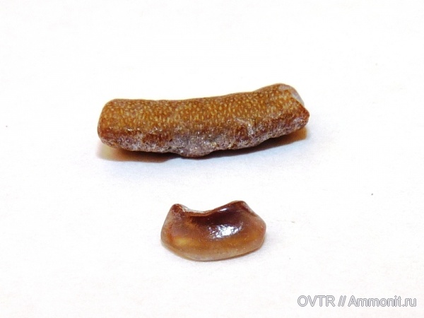 мел, палеоген, рыбы, скаты, Ростовская область, зубы рыб, Pycnodontiformes, Cretaceous, fish, fish teeth