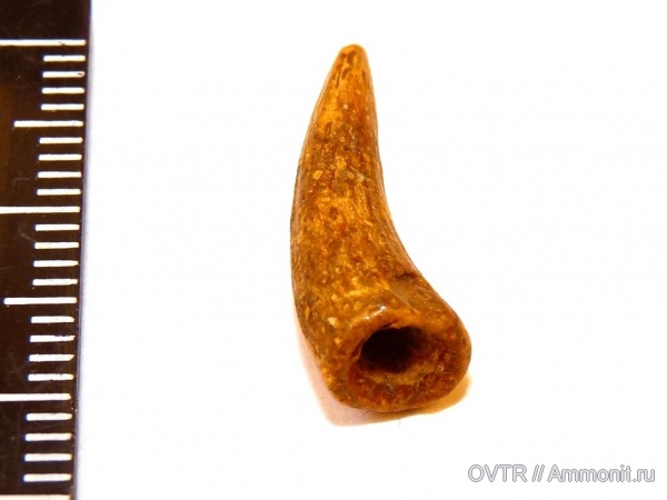 палеоген, крокодилы, Ростовская область, зубы рептилий, бучакский горизонт, Thoracosaurus