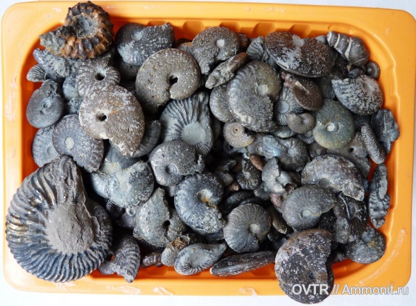 аммониты, мел, Карачаево-Черкессия, Deshayesites, апт, Aconeceras, Ammonites, Salfeldiella, Pseudosaynella, Cheloniceras, Северный Кавказ, Aptian, Cretaceous