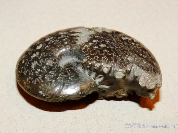 аммониты, мел, Карачаево-Черкессия, апт, Aconeceras, Ammonites, лопастные линии, Северный Кавказ, Aptian, Cretaceous