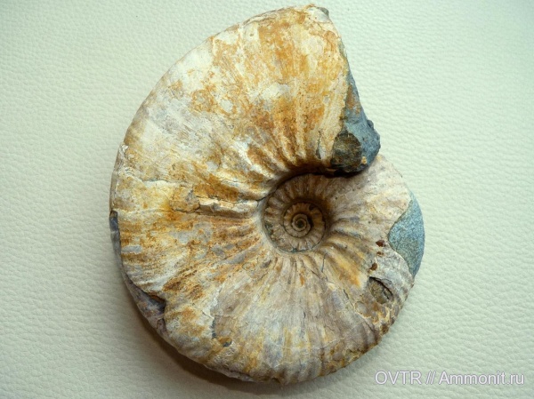 нижний мел, апт, прижизненные повреждения, Parahoplites, Северный Кавказ, вентральные укусы, Aptian, Lower Cretaceous