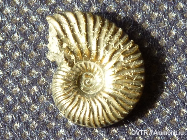 аммониты, мел, Карачаево-Черкессия, Deshayesites, апт, Ammonites, Северный Кавказ, Aptian, Cretaceous