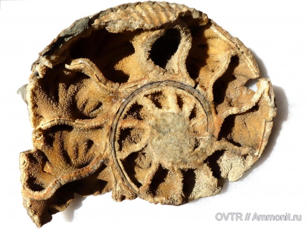 нижний мел, Ammonitoceras, апт, Северный Кавказ, Aptian, Lower Cretaceous