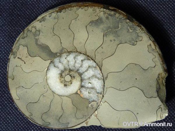 аммониты, мел, Карачаево-Черкессия, апт, Ammonites, Pseudosaynella, Северный Кавказ, Aptian, Cretaceous