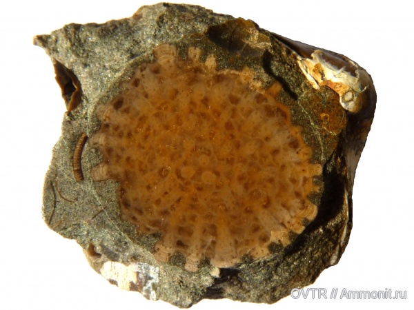 мел, мшанки, апт, Северный Кавказ