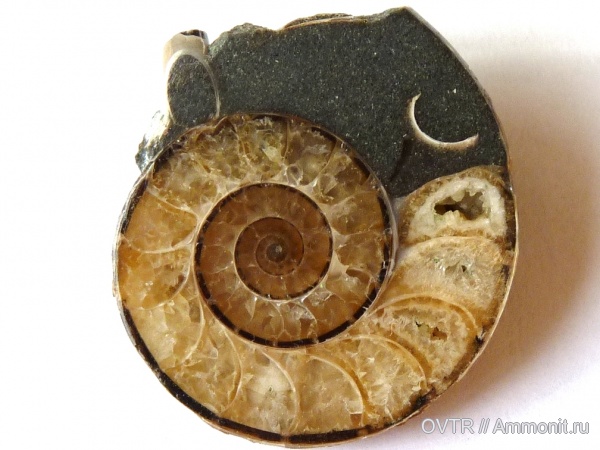 аммониты, мел, апт, Zuercherella