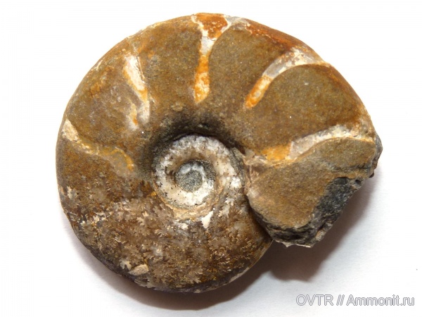 аммониты, нижний мел, апт, Дагестан, Северный Кавказ, Valdedorsella