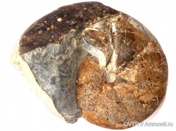 байос, средняя юра, Calliphylloceras, Дагестан, Северный Кавказ, Цудахар, Bajocian, Middle Jurassic