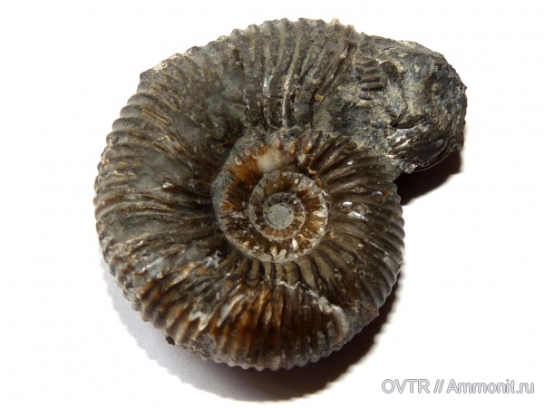 аммониты, юра, байос, Stephanoceras, Ammonites, Дагестан, Северный Кавказ, Bajocian