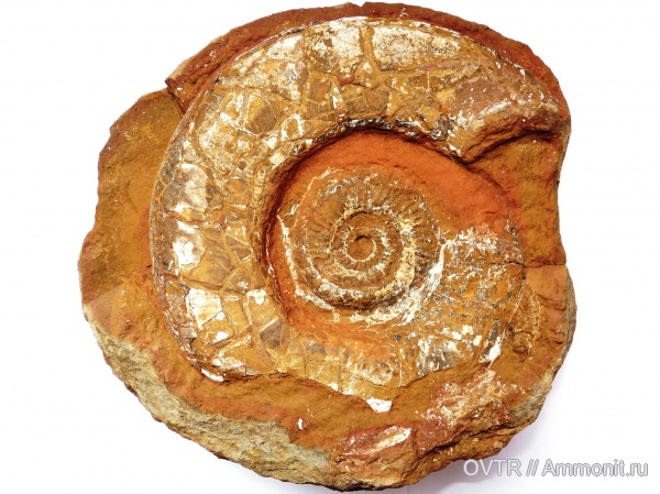 аммониты, юра, байос, Северный Кавказ, Leptosphinctes