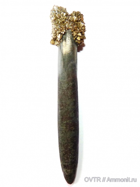 белемниты, альб, Карачаево-Черкессия, Северный Кавказ, Cretaceous, belemnites