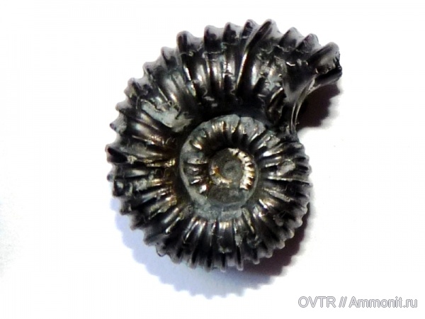 аммониты, мел, Карачаево-Черкессия, апт, Ammonites, Cheloniceras, Северный Кавказ, Aptian, Cretaceous, Cheloniceras gracilis