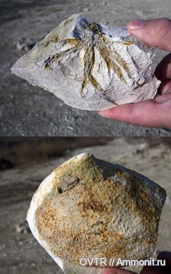 губки, верхний мел, сантон