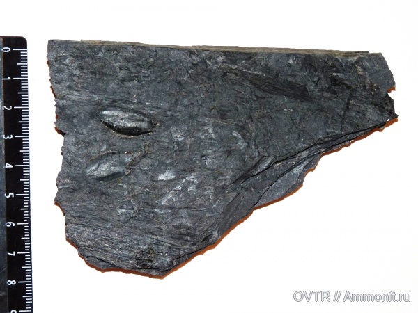 карбон, Донбасс, птеридоспермы, Trigonocarpus