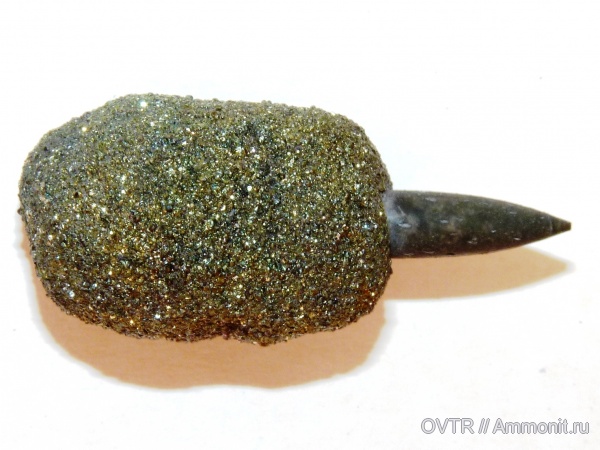 белемниты, альб, Карачаево-Черкессия, Neohibolites, усоногие раки, Северный Кавказ, Cretaceous, belemnites