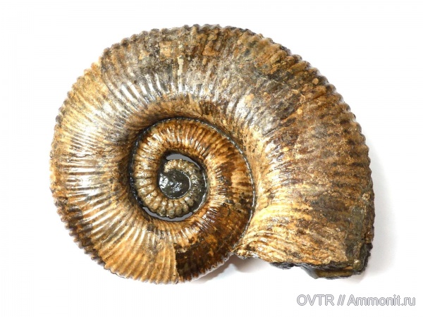 аммониты, нижний мел, Ammonitoceras, апт, Северный Кавказ