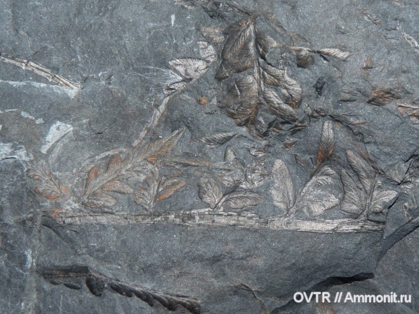 карбон, Донбасс, Mariopteris