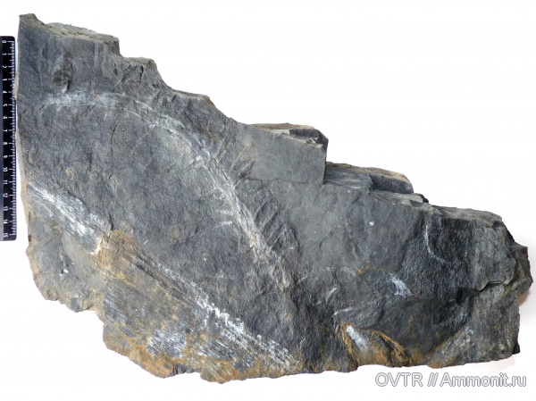 карбон, Carboniferous, Донбасс, Calamites, Pinnularia