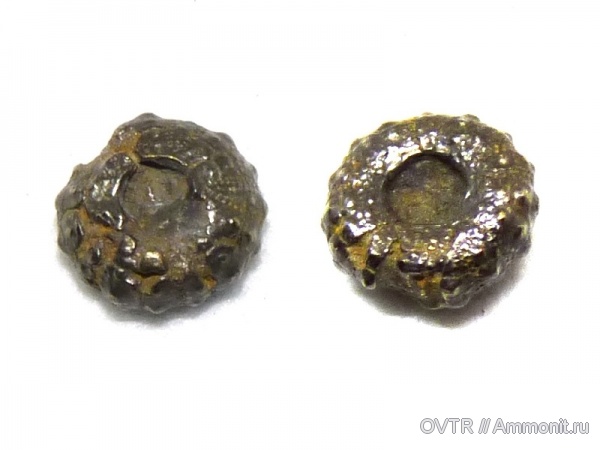 морские ежи, апт, Plegiocidaris, ранний мел, Северный Кавказ, Cretaceous