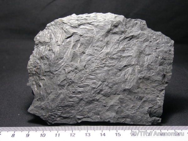 каменноугольный период, Carboniferous, лепидодендрон, Донбасс, Lepidodendron