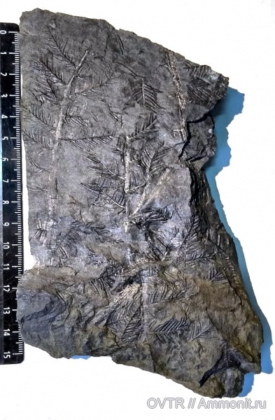 каменноугольный период, Carboniferous, Донбасс, птеридоспермы, Alethopteris