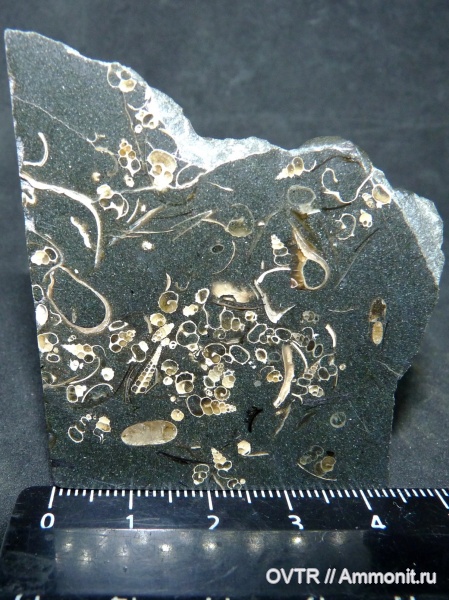 аммониты, гастроподы, мел, апт, Кавказ, Cretaceous