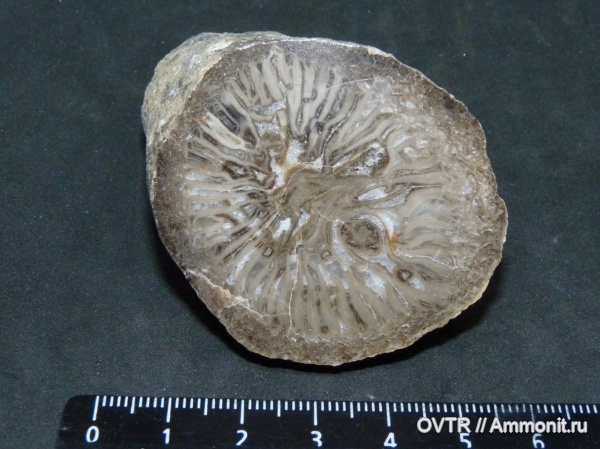 кораллы, каменноугольный период, Carboniferous, Донбасс, Rugosa