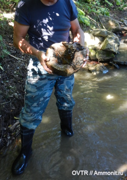 аммониты, мел, Карачаево-Черкессия, апт, Cheloniceras, Cretaceous