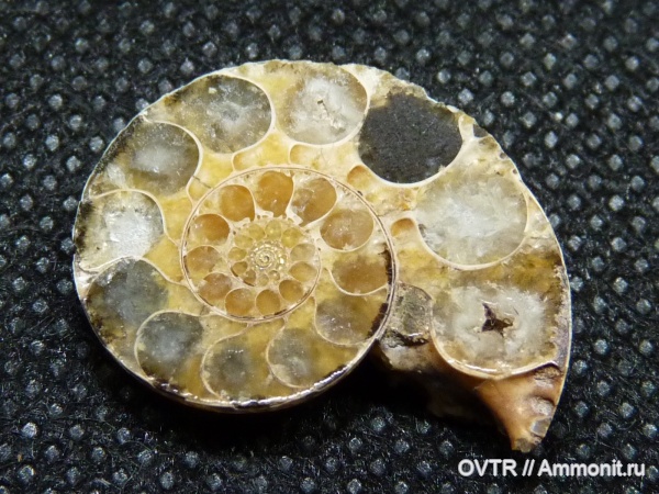 мел, апт, Северный Кавказ, Eulytoceras, Cretaceous