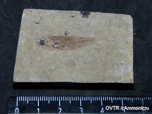 неоген, рыбы, миоцен, р. Пшеха